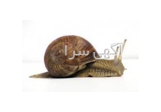 مبارزه با حلزون بدون سموم خطرناک شیمیایی بهترین روش های مبارزه با حلزون