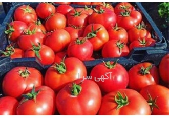 فروش بذر گوجه مرغوب با ماندگاری بالا مناسب صادرات