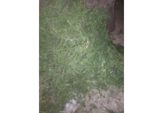 یونجه خشک و تازه جهت دام تیور جوندگان