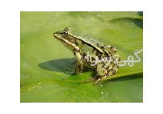 Rana frog sale Rana frog sale Rana frog breeding export and sale With