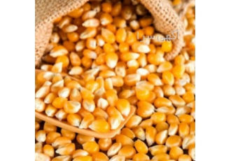 ذرت دامی درجه ۱ ذرت دامی درجه یک 2000تن موجود است با کیفیت و تضمین درجه