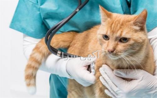 آگهی های کلینیک دامپزشکی - کرج
