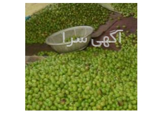 فروش و پخش زیتون و روغن زیتون فروش و عرضه مستقیم زیتون و روغن زیتون