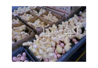 فروش جوجه یکروزه گوشتی نژاد راس این مجموعه با سابقه 13 ساله در زمینه