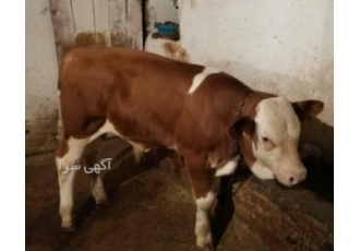 فروش گوساله خالص
