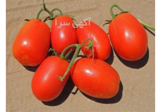 بذر گوجه فرنگی ریوگرند ایتالیا فروش بذر گوجه در تبریز بذر گوجه فر نگی