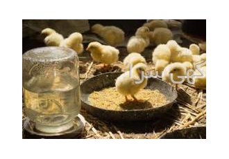 فروش جوجه یک روزه فروش جوجه یکروزه در نژادهای مختلف