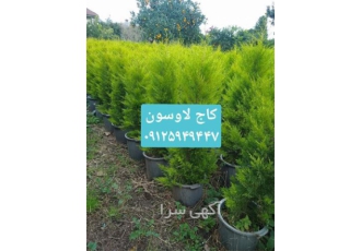 کاج لاوسون 1 متری - فروش کاج لاوسون یک متری