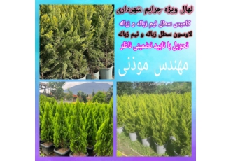 فروش نهال لاوسون و کامیس نوکدار سطل نیم زباله و زباله نهال لاوسون
