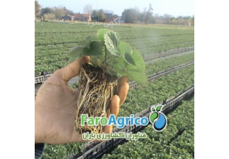 پیش فروش نشاء توت فرنگی پیش فروش نشاء توت فرنگی ارقام گلخانه ای و فضای