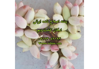 تولید و توزیع نهال پسته دیم اصلاح شده ایرانی