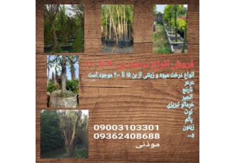 فروش انواع نهال و درخت بن تا ۲۰۰ پایان کار فروش انواع درخت میوه