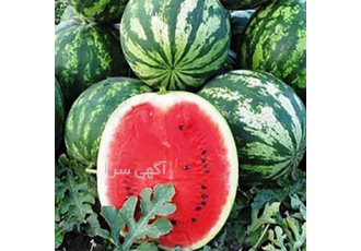 بذر هندوانه B 34