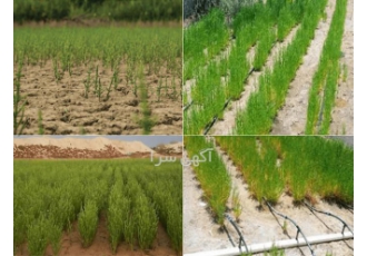 گیاه سالیکورنیا گیاه شورپسند در تهران سالیکورنیا کاربردها کشت و بهره