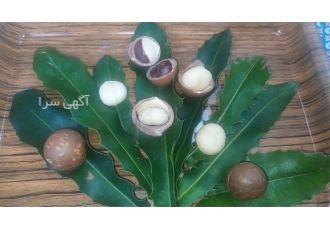 فروش نهال ماکادمیا