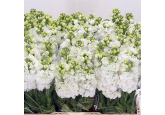 جشنواره فروش گل شبو فلورا در اصفهان تولیدی گل فورا جشنواره فروش گل شبو