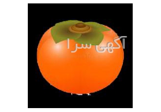 نهال خرمالو قیمت نهال خرمالو درجه یک نهال خرمالو قیمت نهال خرمالو