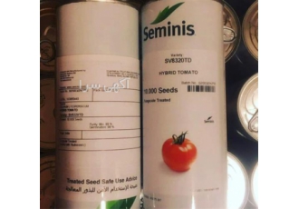 توزیع و فروش بذر گوجه 8320 سمینیس