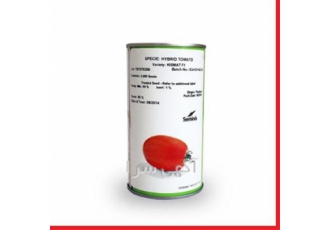 فروش بذر گوجه کیشمات Seminis آمریکا درجه۱ در تهران مشخصات بذر گوجه