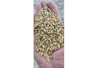 جو خوزستان موجودی تناژ بالا قیمت 11200