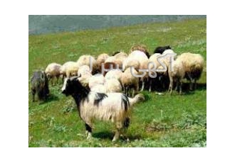 فروش گوسفند زنده درویش