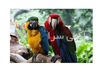 تخم نطفه دار طوطی سانان