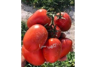 بذر گوجه فرنگی تیفال