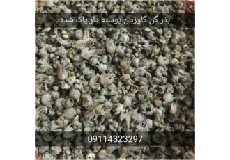 فروش بذر گل گاوزبان ایرانی