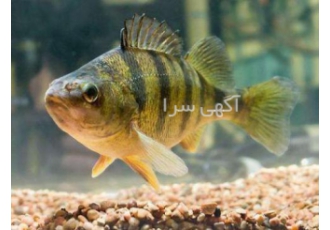 اموزش پرورش ماهی تیلاپیا آموزش پرورش ابزیان و ماهیان گرمابی اموزش پرورش