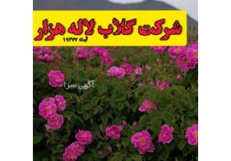 غنچه گلبرگ نهال گل محمدی لاله زار (شرکت گلاب لاله ه تولید بسته بندی