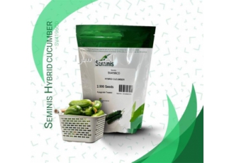 فروش بذر خیار SEMINIS SV۴۱۹۶CD F۱ در تهران مشخصات بذر خیار 4196 سمینیس