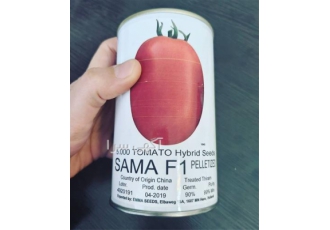 فروش بذر گوجه فرنگی سما در اصفهان SAMA TOMATO SEED گوجه فرنگی هنگام