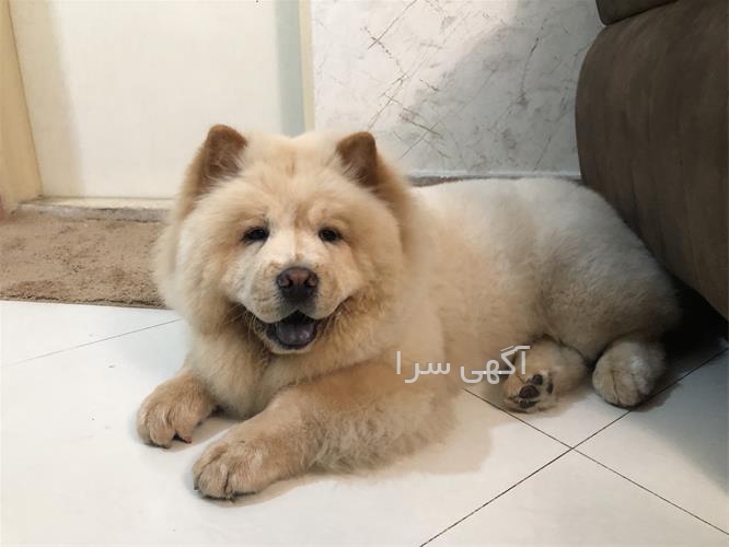 سالن آرایش باغ زیبایی کرج