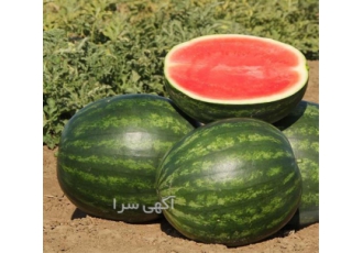 بذر هندوانه پاسکال ( معرف کریمسون سوئیت ) در مشهد بذر هندوانه پاسگال
