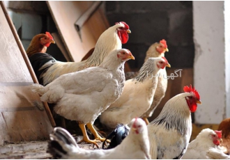 فروش نیمچه مرغ ۱۲۰روزه اصلاح نژاد شده افرادی که در سراسر کشور به دنبال