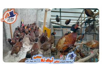 محصولات با کیفیت وطبیعی قرقاول تجربه لذت بخش ولذیذ قرقاول تخم نطفه دار
