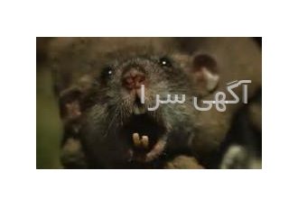 فروش ویژه دستگاه دفع حیوانات و حشرات گروه پارس الکترونیک دستگاه دفع موش