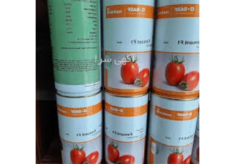 بذر گوجه ازمیر گلخانه ای ، بذر خیار گلخانه ای