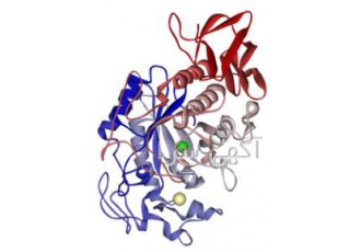 Alpha Amylase آلفا آمیلاز خط تولید ماشین آلات تولید آمیلازهای مخصوص