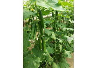 بذر خیار وای گرین