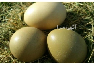 فروش تخم قرقاول ارومیه شرکت جوان مزرعه پرورش پرندگان زینتی فروش تخم