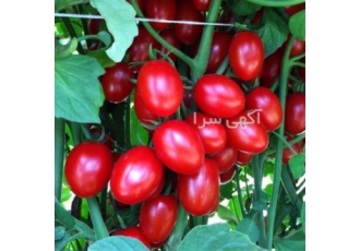 بذر گوجه زیتونی گلخانه ای جگوار در میانه بذر گوجه جگوار رقمی زودرس می