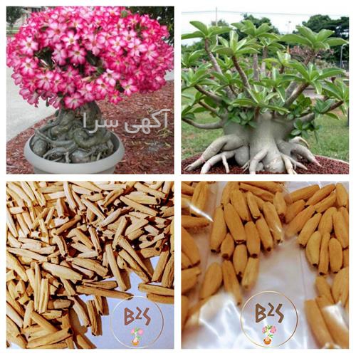 بونسای سرو نقره ای