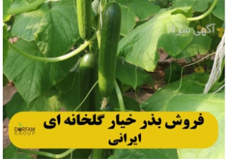 فروش بذر خیار گلخانه ای مرغوب ایرانی در تهران گروه درفام نماینده فروش