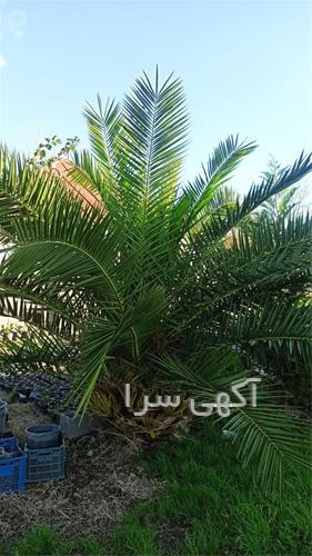 آگهی های کشاورزی و دامداری - آستانه