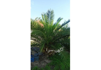خرید فونیکس زمینی از مزرعه دار در لاهیجان 12 عدد فونیکس زمینی در سایز