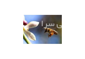 ضایعات شکر خریدو فروش ضایعات شکر شکر ابدیده ته انباری جهت مصرف