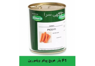 بذر هویج PICO F1 ویلمورین فروش و ارسال