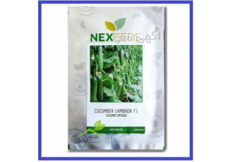 فروش بذر خیار گلخانه ای لامبادا F1 NEXEEDS