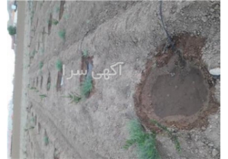 فروش یا معاوضه باغ انار یک ساله با سهم آب واقع در منطقه کشاورزی چغاد
